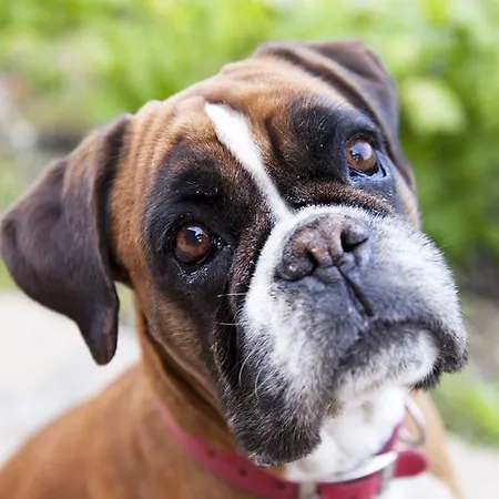 Terre Bianche * Dolceacqua