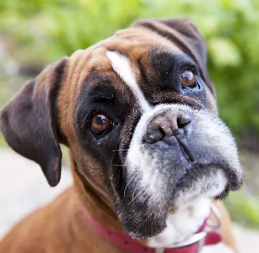Terre Bianche * Dolceacqua